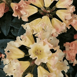 Рододендрон якушиманский Saffrano