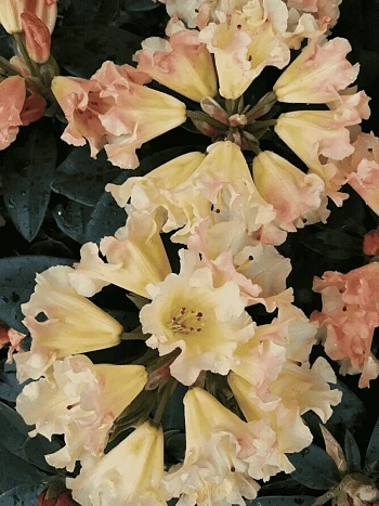 Рододендрон якушиманский Saffrano