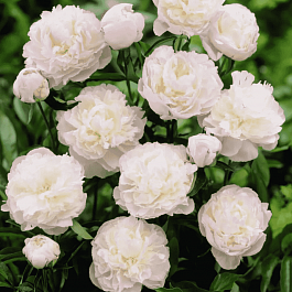 Пион Молочноцветковый Shirley Temple