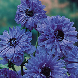 Анемона корончатая махровая Блу