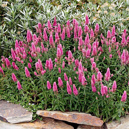 Вероника колосковая Баркаролла