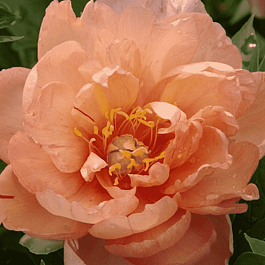 Пион ИТО Singing in the Rain