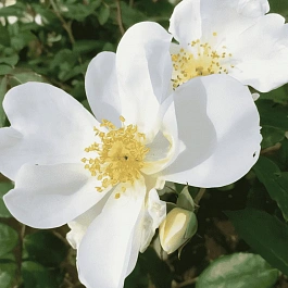 Роза парковая Elisabeth Oberle