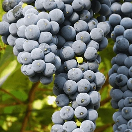 Виноград культурный Marechal Foch