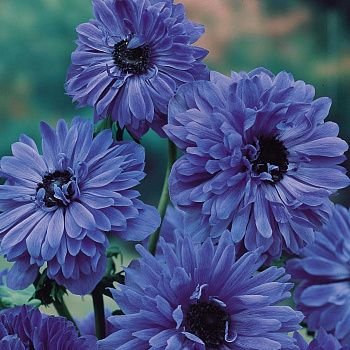 Анемона корончатая махровая Блу