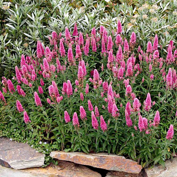 Вероника колосковая Баркаролла