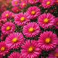 Астра кустарниковая Jenny