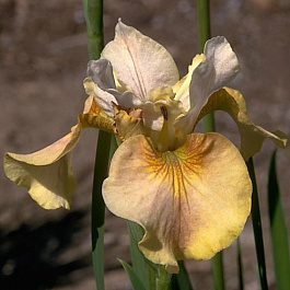 Ирис сибирский Уайт Эмбер