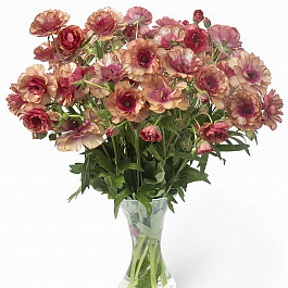 Лютик гибридный Баттерфляй Муза