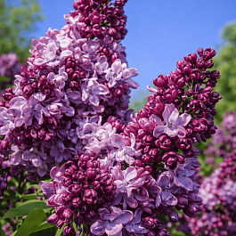 Сирень обыкновенная Маршал Рокоссовский