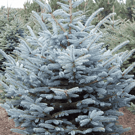 Ель колючая Majestic Blue