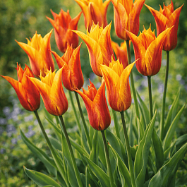 Тюльпан Vendeeglobe