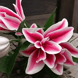 Лилия Roselily Olympia