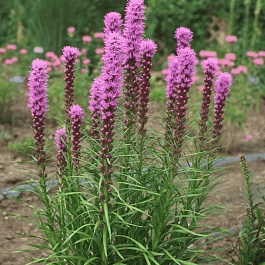 Лиатрис Spikata