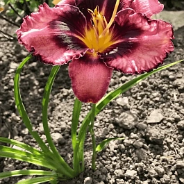 Лилейник Whoopy