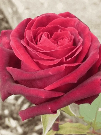 Роза чайно-гибридная Josephine Bruce