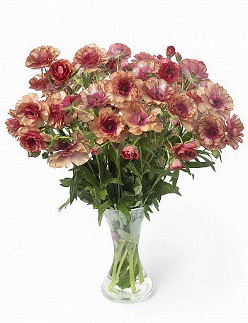 Лютик гибридный Баттерфляй Муза