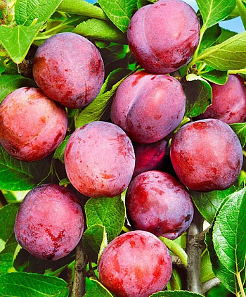 Слива русская (Алыча) Чук