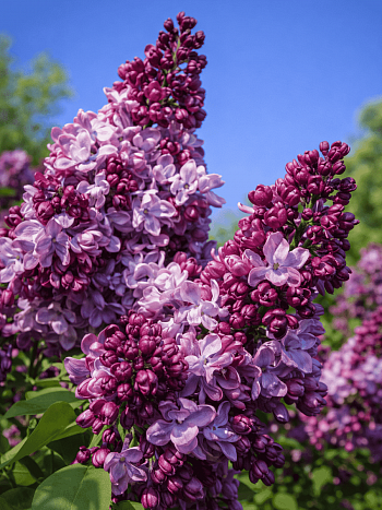 Сирень обыкновенная Маршал Рокоссовский