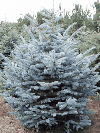 Ель колючая Majestic Blue