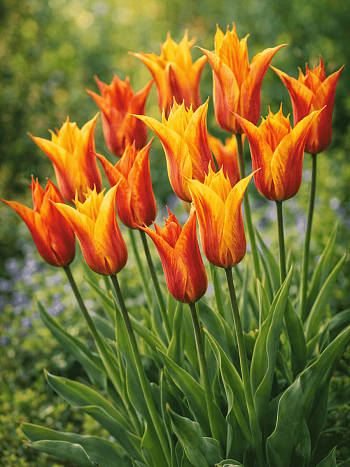 Тюльпан Vendeeglobe