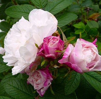 Роза канадская парковая Луиза Багнет