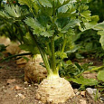 Сельдерей корневой Силач Сельдерей корневой Силач