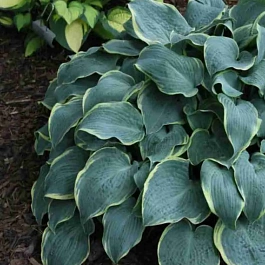 Хоста Frosted Dimples