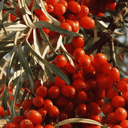 Облепиха масленичная