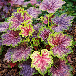 Гейхера Knock Out