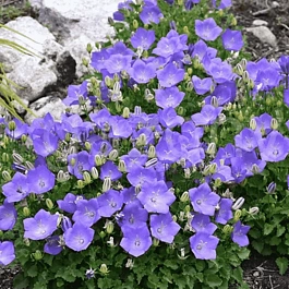 Колокольчик карпатский