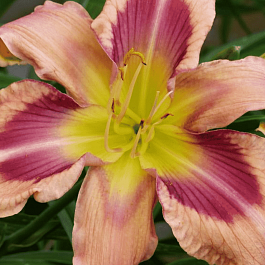 Лилейник Storm Damage