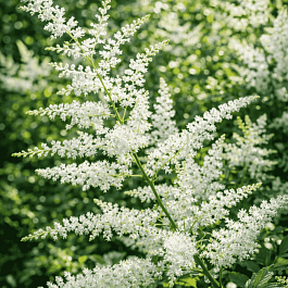 Астильба японская Washington