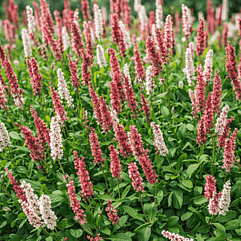 Горец родственный Darjeeling Red