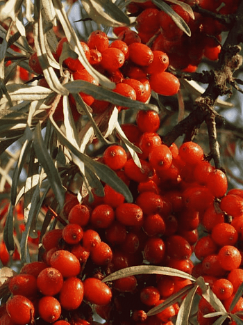 Облепиха масленичная