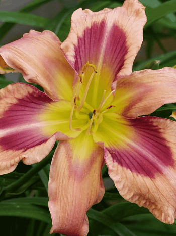 Лилейник Storm Damage