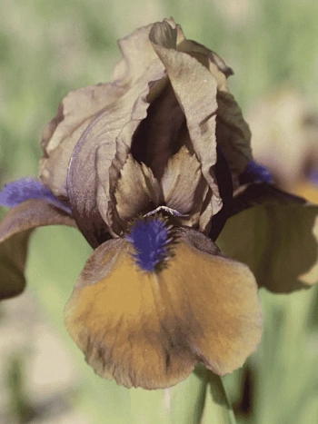 Ирис pum Jannalias