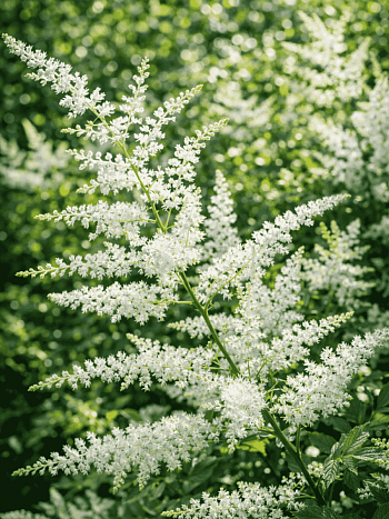 Астильба японская Washington