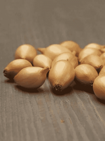 Лук-севок Стурон