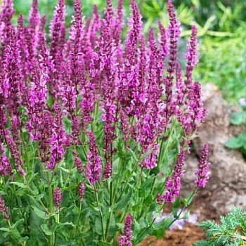 Шалфей дубравный Pink Field