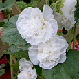 Мальва (Шток-роза) розовая Chater's Double White