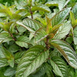 Мята Цитаро