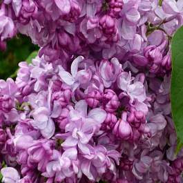 Сирень обыкновенная Генерал Першин штамб