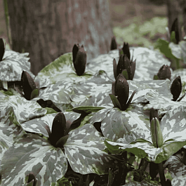 Триллиум клиновидный