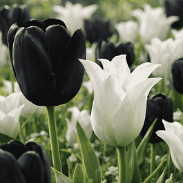 Подарочный набор Тюльпаны Black and White