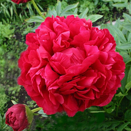 Пион травянистый Адольф Руссо