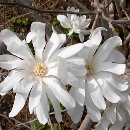 Магнолия звездчатая Роял Стар