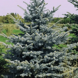 Ель колючая Glauca