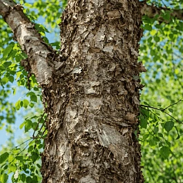 Береза черная дальневосточная