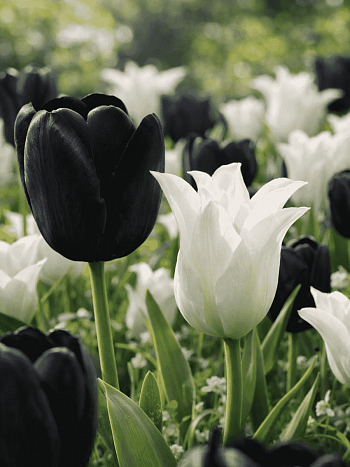 Подарочный набор Тюльпаны Black and White